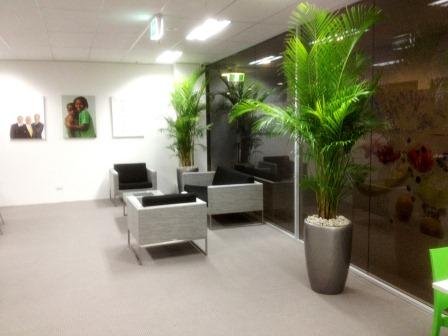 Monavie3 Golden Cane Palms displayed in Metallic Silver Venetian Planters