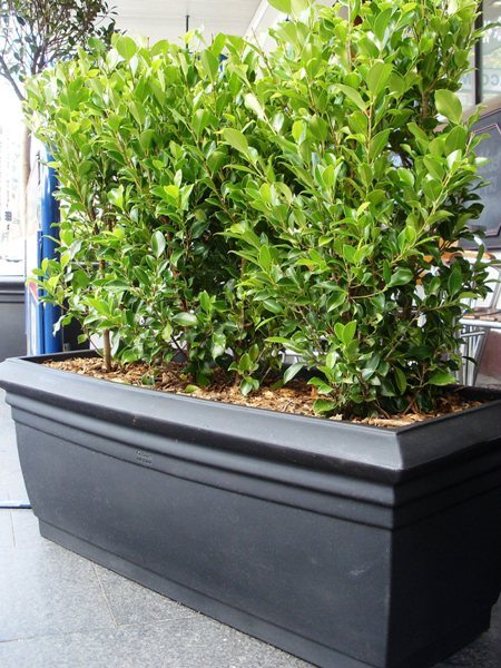 Outdoor Planters - Perfection Plant Hire