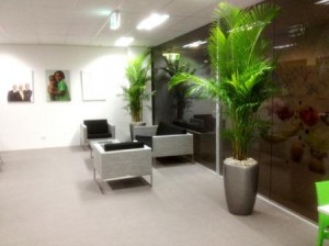 Monavie3 Golden Cane Palms displayed in Metallic Silver Venetian Planters