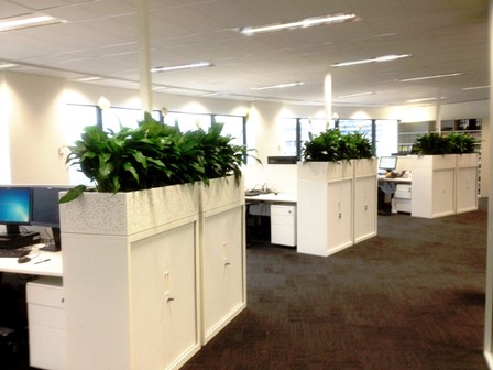 Spathiphyllums displayed in White Cabinet Planter Boxes
