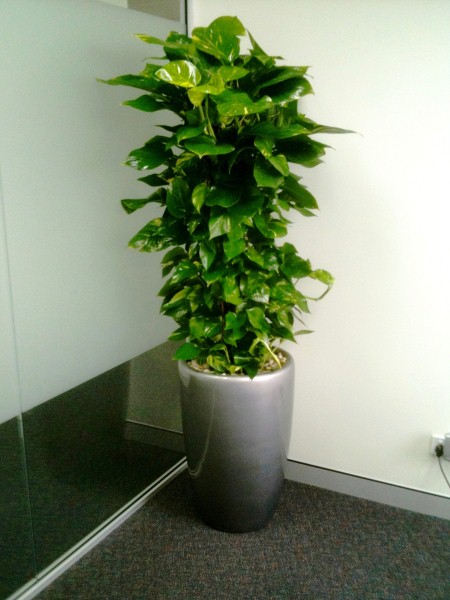 Floor Standing Planters â€