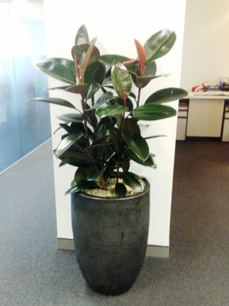 Floor Standing Planters - Perfection Plant Hire