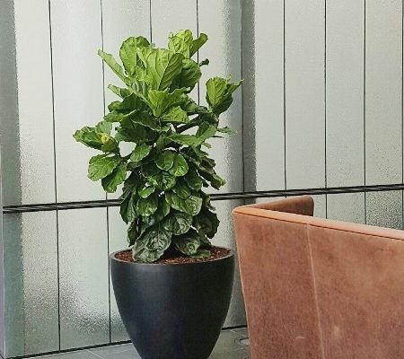 Foyer Planters