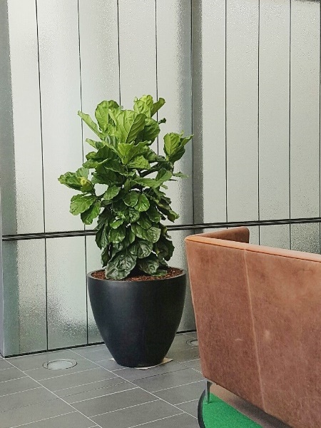 Foyer Planters