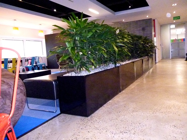 Indoor Plants Hire for Offices u0026 Businesses u2013 Perfection Plant Hire