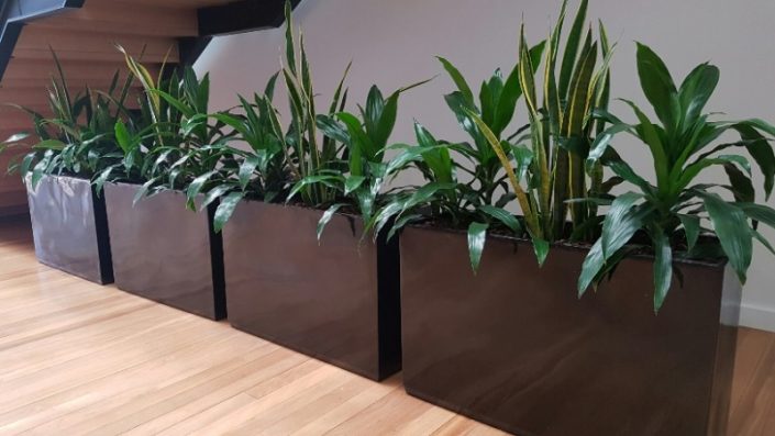 Tall Black Planter Boxes