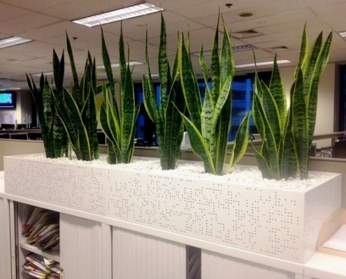 Sansevieria laurentii displayed in White Cabinet Planter Boxes