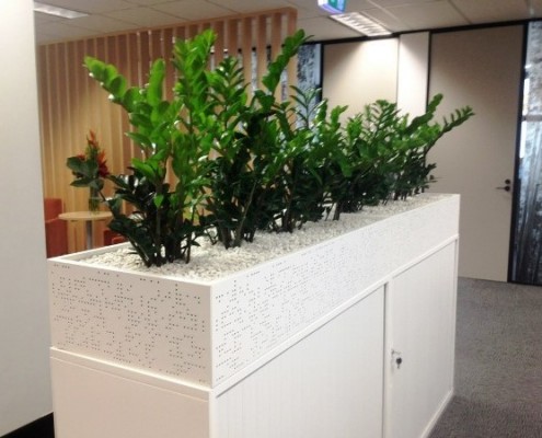 Zanzibar Gems displayed in White Cabinet Planters