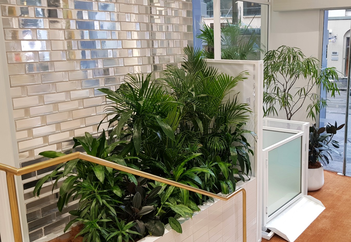 Foyer & Showroom Plants