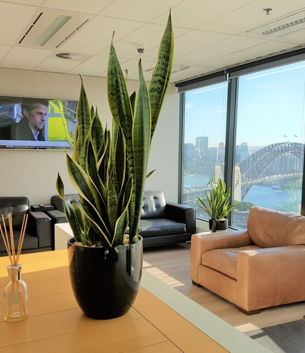 Desktop Planters